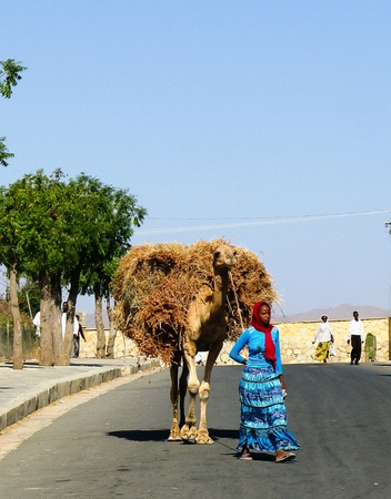 Portrait of woman with camel transporting hay and firewood - 08-03-2011 Keren, Eritreaのeditorial素材