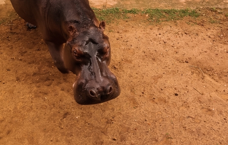 portrait of african hippopotamus - 21 september 2017 Niamey, Nigerのeditorial素材