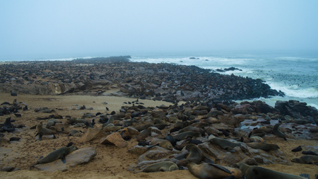 Cape Cross Cape fur seal colony at Namibiaの写真素材