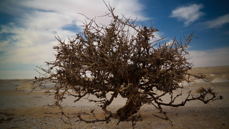 View to haloxylon in White desert at Farafra, Sahara, Egyptの写真素材
