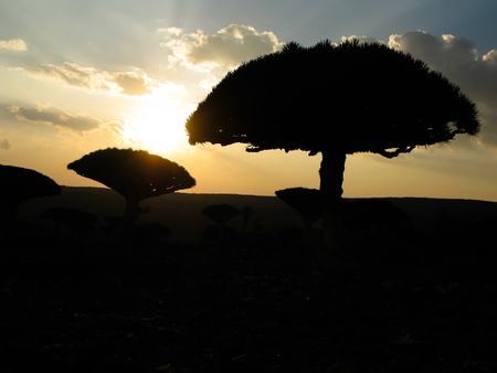 Contre-jour view to Dragon tree forest, endemic plant of Socotra island at plateau Dixam, Yemen