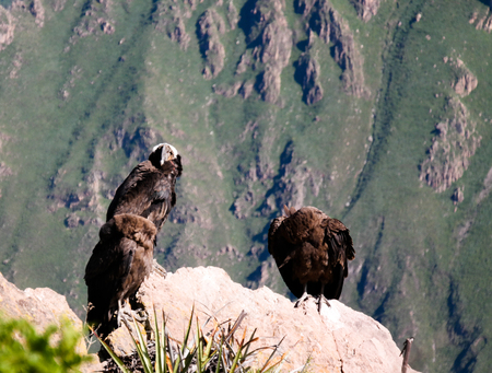 Condors above the Colca canyon at Condor Cross or Cruz Del Condor viewpoint in Chivay, Peru