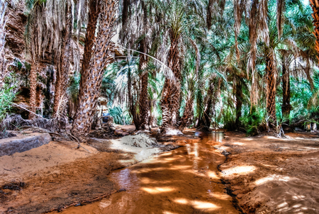 Palm grove at the Terjit oasis in Mauritaniaの写真素材