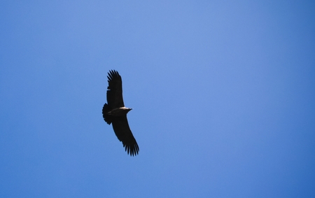 Condors above the Colca canyon at Condor Cross or Cruz Del Condor viewpoint in Chivay, Peru