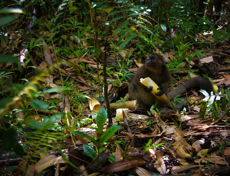 Portrait of the eating Golden bamboo lemur aka Hapalemur aureus , Ranomafana National Park,...