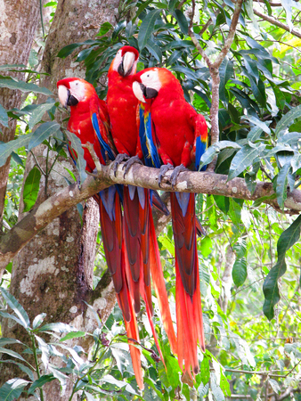 Parrots on the branch at Copan site in Honduras