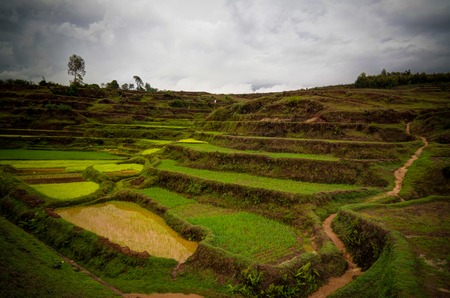 Landscape with the rice fields and Onive river at Antanifotsy in Madagascarの写真素材