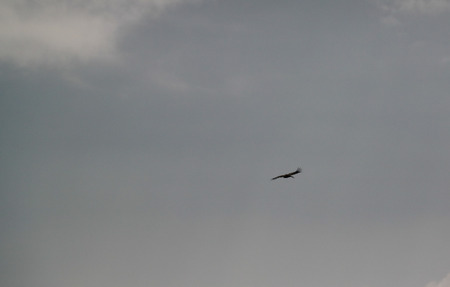 Condors above the Colca canyon at Condor Cross or Cruz Del Condor viewpoint in Chivay, Peru