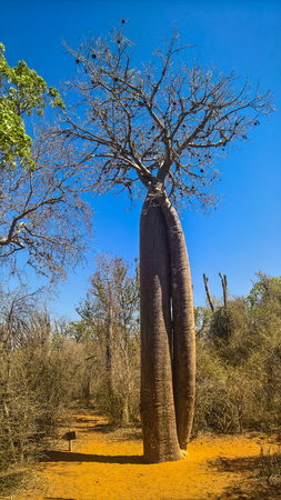 Landscape with Adansonia rubrostipa aka fony baobab tree, Reniala reserve park, Toliara, Madagascar
