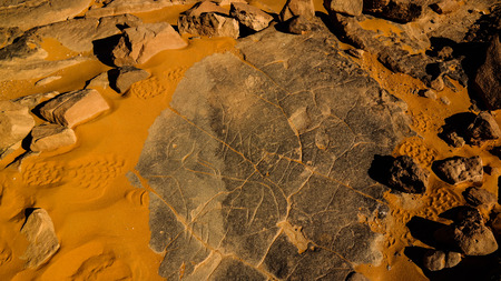 Cow - Cave paintings and petroglyphs at Tamezguida Tassili nAjjer national park, Algeriaの写真素材
