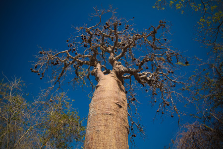 Landscape with Adansonia rubrostipa aka fony baobab tree, Reniala reserve park, Toliara, Madagascarの写真素材
