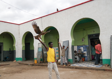 Kites feeding, national entertainment - 12 January 2016 Harar in Ethiopiaのeditorial素材