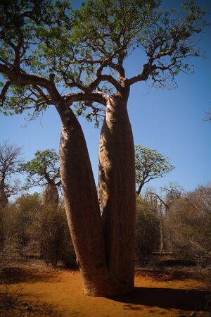 Landscape with Adansonia rubrostipa aka fony baobab tree, Reniala reserve park, Toliara, Madagascar