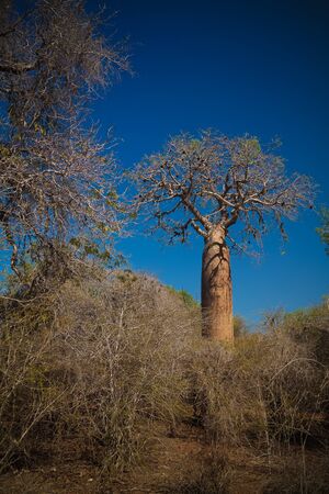 Landscape with Adansonia rubrostipa aka fony baobab tree, Reniala reserve park, Toliara, Madagascarの写真素材
