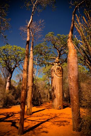 Landscape with Adansonia rubrostipa aka fony baobab tree, Reniala reserve park, Toliara, Madagascar