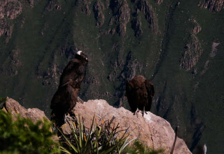 Condors above the Colca canyon at Condor Cross or Cruz Del Condor viewpoint in Chivay, Peruの写真素材
