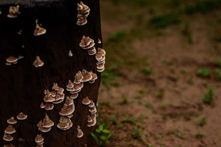 mushroom close upの写真素材