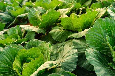 a cabbage field
