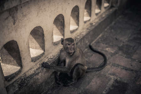 Monkey is lonelyの写真素材