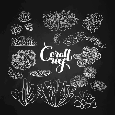 Collection of  ocean plants and coral reef  elements drawn in line art style isolated on chalkboard.のイラスト素材
