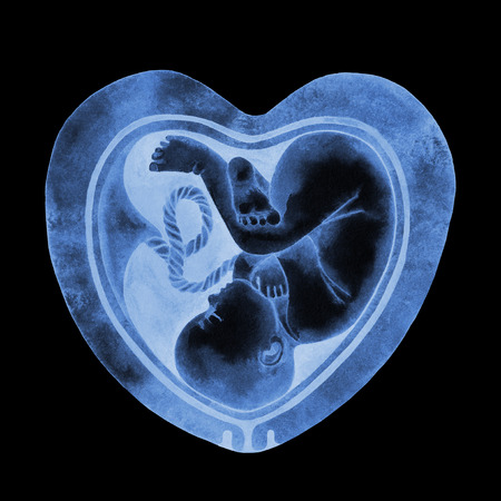 Watercolor fetus inside the heart shaped womb isolated on white background. Stylization of...