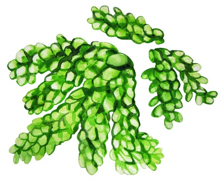 Watercolor green succulent isolated on white background. Cute floral element for your design