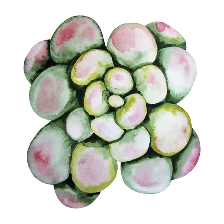 Watercolor green succulent isolated on white background. Cute floral element for your designのイラスト素材