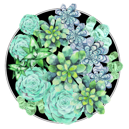 Watercolor green succulent isolated on white background. Cute floral element for your designの写真素材