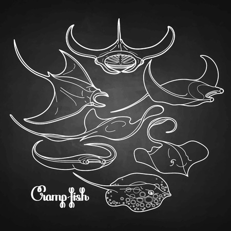 Graphic cramp fish collection drawn in line art style. Vector electric Manta ray isolated on...