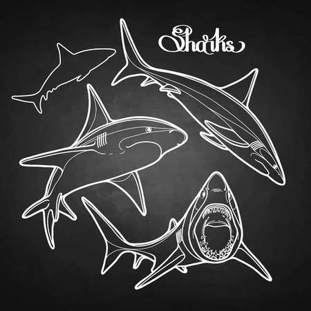 Graphic collection of vector sharks drawn in line art style. Oceanic whitetip shark isolated on white chalkboardのイラスト素材