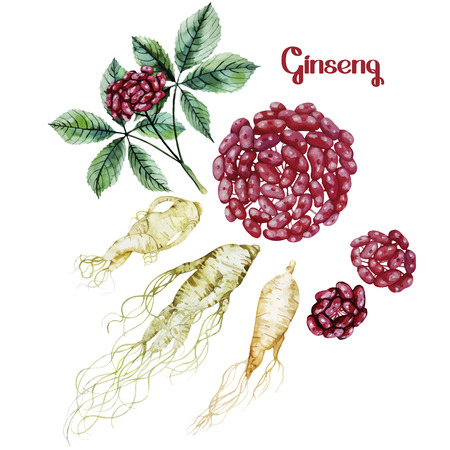 Watercolor ginseng root and berries. Vector spice setのイラスト素材