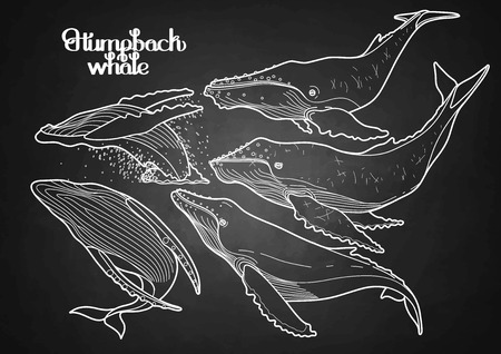 Collection of graphic humpback whales isolated on chalkboard.  Giant sea and ocean creatures in black and white colorsのイラスト素材
