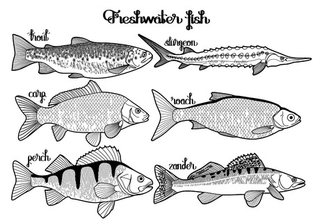 Graphic freshwater fish collection drawn in line art style. Sturgeon, roach, zander, trout, carp, perch for seafood menu. Freshwater creatures isolated on white backgroundのイラスト素材