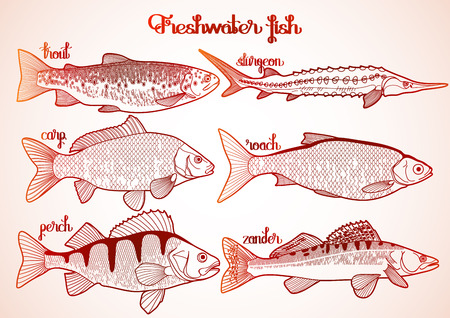 Graphic freshwater fish collection drawn in line art style. Sturgeon, roach, zander, trout, carp, perch for seafood menu. Freshwater creatures isolated on white backgroundのイラスト素材