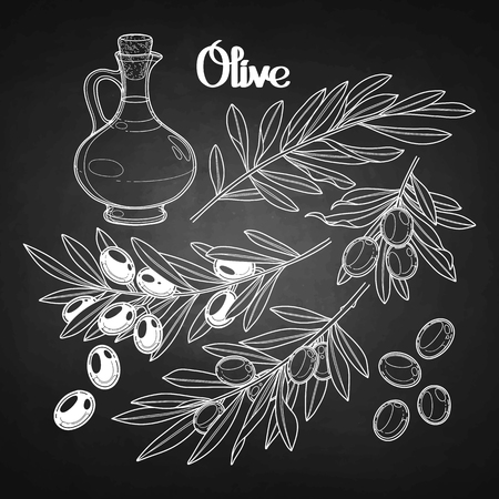 Graphic olive collection. Olives on the branches. Olive oil in the glass bottle. Vector natural design on chalkboardのイラスト素材