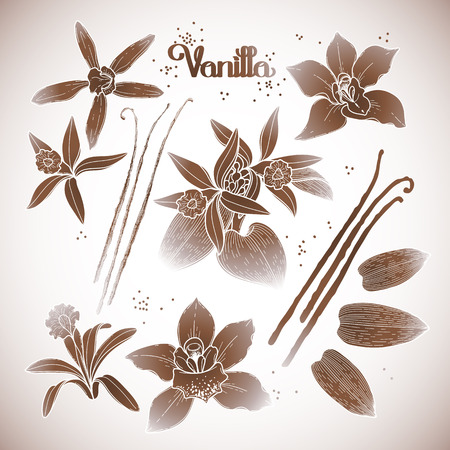 Graphic vanilla flowers collection isolated on white background. Vector floral design elementsのイラスト素材