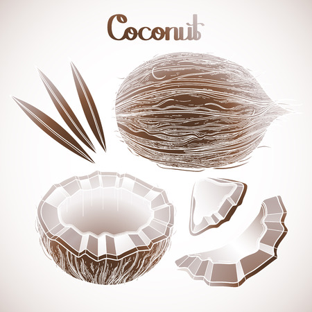 Graphic coconut collection. Hand drawn leaves and nuts isolated on white backgroundのイラスト素材