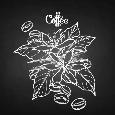 Graphic coffee beans and flowers. Vector vignette. Floral decoration isolated on chalkboardのイラスト素材