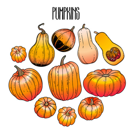 Graphic collection of pumpkins drawn in line art style. Vector elements for thanks giving day designのイラスト素材