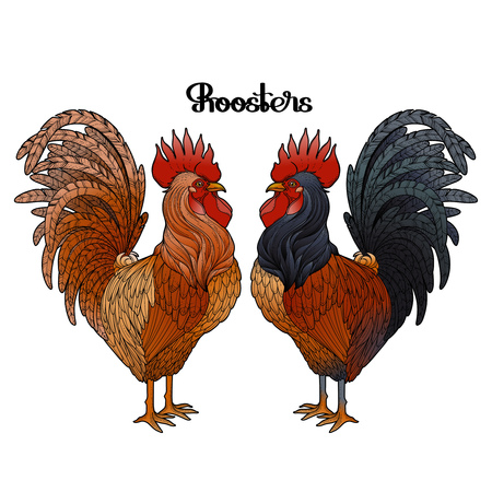 Graphic roosters drawn in line art style. Isolated in black, red and brown colors.のイラスト素材