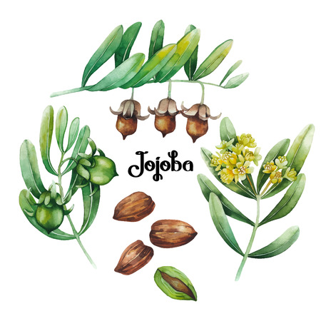 Set of water colored jojoba plant.のイラスト素材