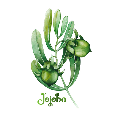 Watercolor jojoba plantの写真素材