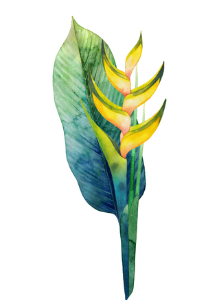 Watercolor heliconia bouquetの写真素材