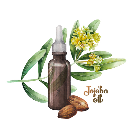Watercolor jojoba plantの写真素材