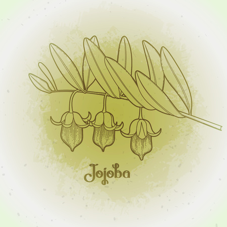 Graphic jojoba plantのイラスト素材