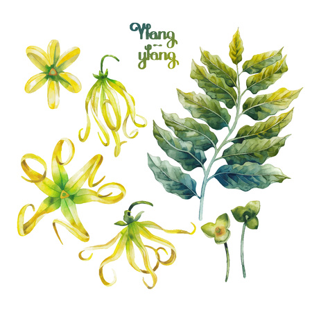 Watercolor ylang ylang setのイラスト素材