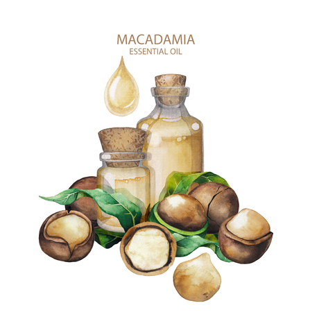 Watercolor macadamia oilの写真素材
