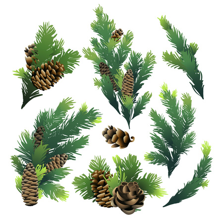 Pine tree branches and cones. Christmas design. Vector design elements isolated on white backgroundのイラスト素材