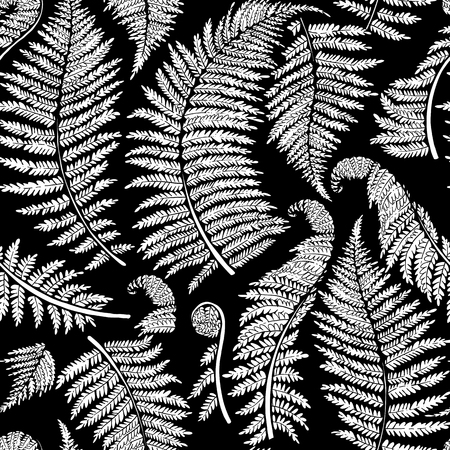 Graphic collection of fern branches. Vector seamless pattern. Coloring book page designのイラスト素材