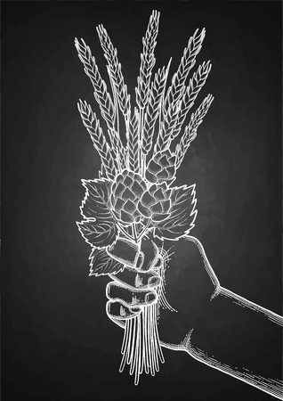 Graphic hand holding the bunch of malt and hop drawn in engraving technique isolated on the blackboard backgroundのイラスト素材